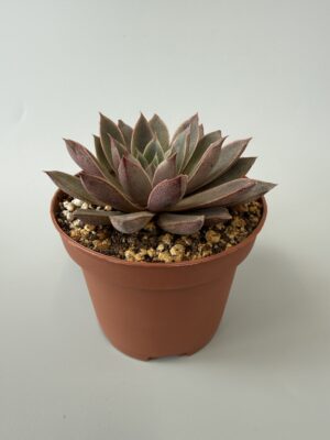 Echeveria Punnita