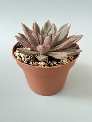 Echeveria punnita n
